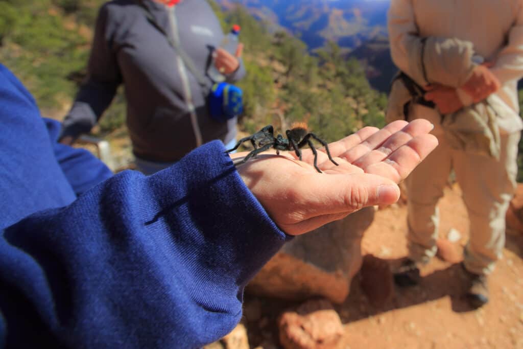 Tarantola nera del Grand Canyon