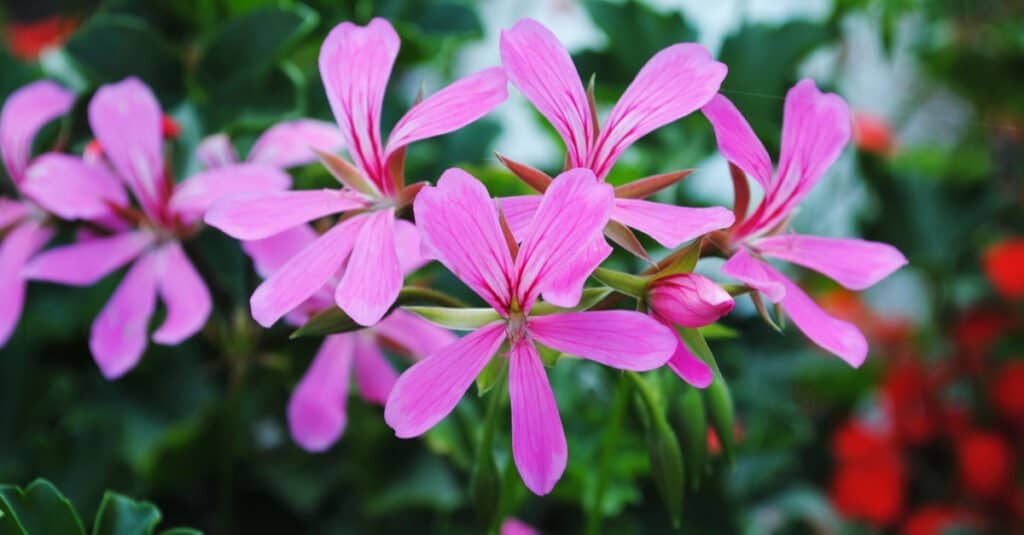I gerani sono velenosi per cani o gatti - Pelargonium
