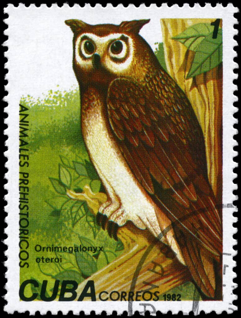 gufi estinti