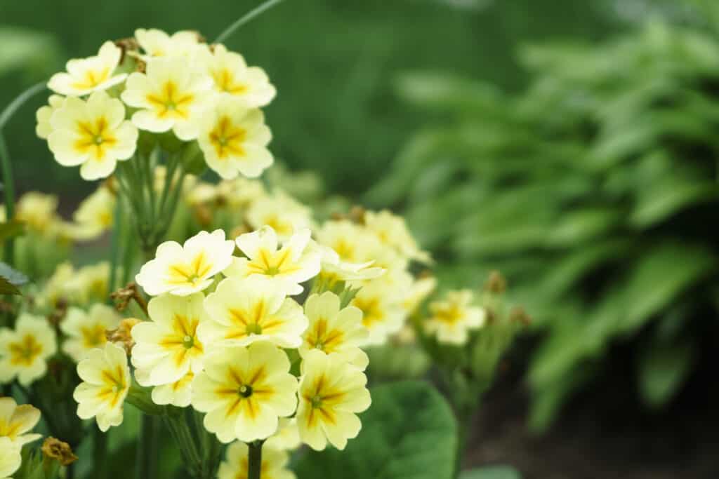 Primo piano di fiori gialli di abronia