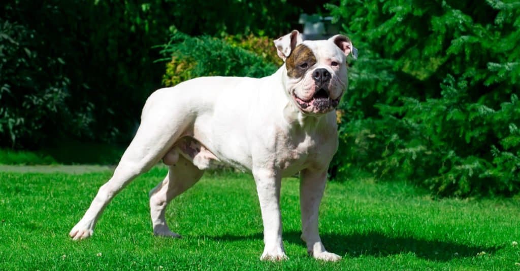 Bulldog americano in piedi nell'erba