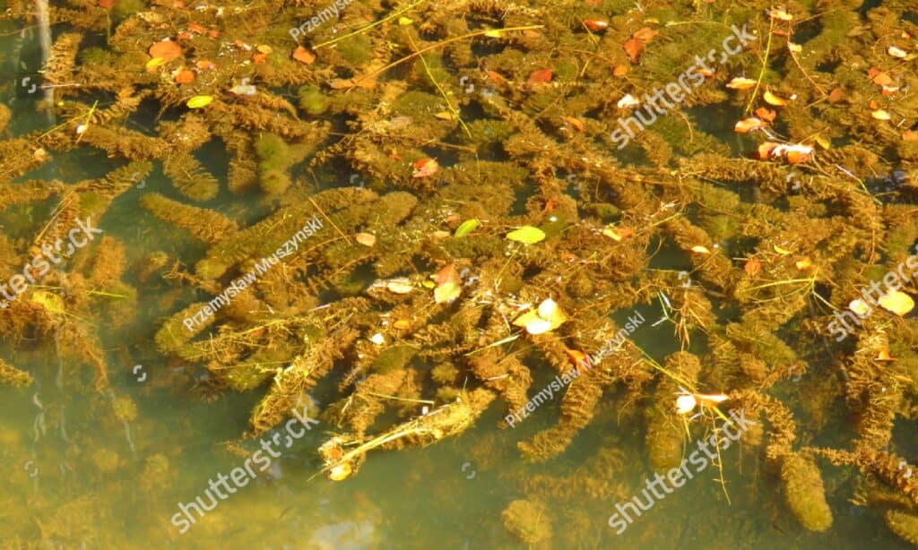 Millefoglie euroasiatico