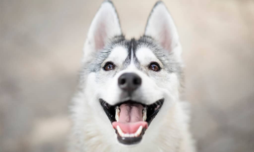 Colpo alla testa di un husky con bei denti