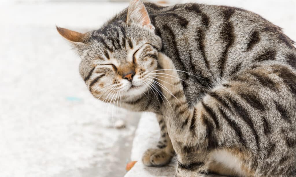 Gatto che graffia il collo con il piede posteriore
