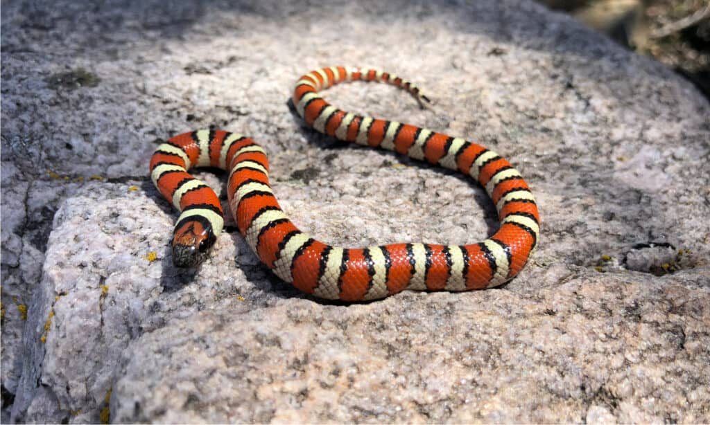 Serpente del latte occidentale