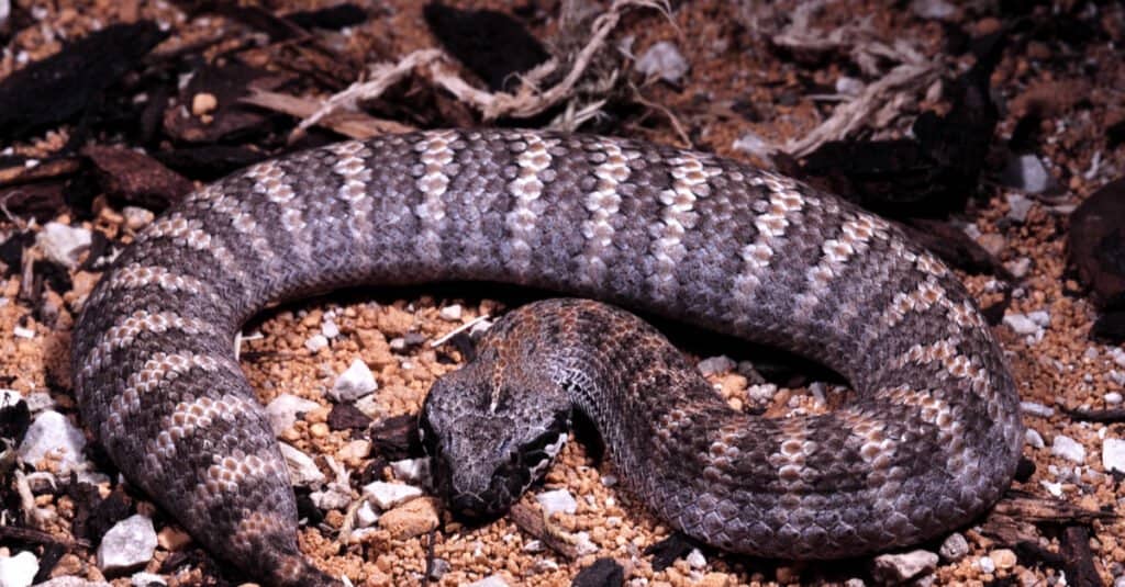 Comune vipera della morte