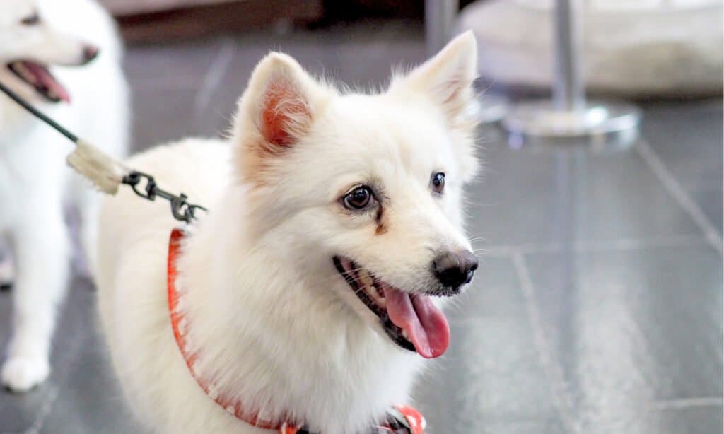 smacchiatore per lacrime di cane