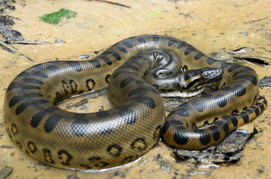 Anaconda verde