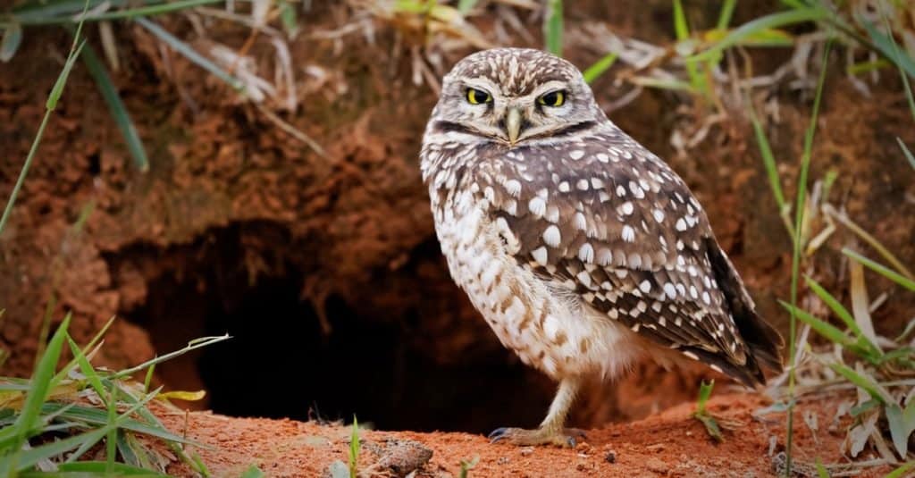 Animali che scavano sottoterra: gufo scavatore
