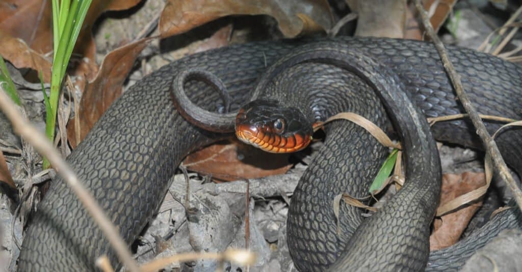 Serpente d'acqua dal ventre di rame (Nerodia erythrogaster neglecta) - Serpente d'acqua dal ventre di rame