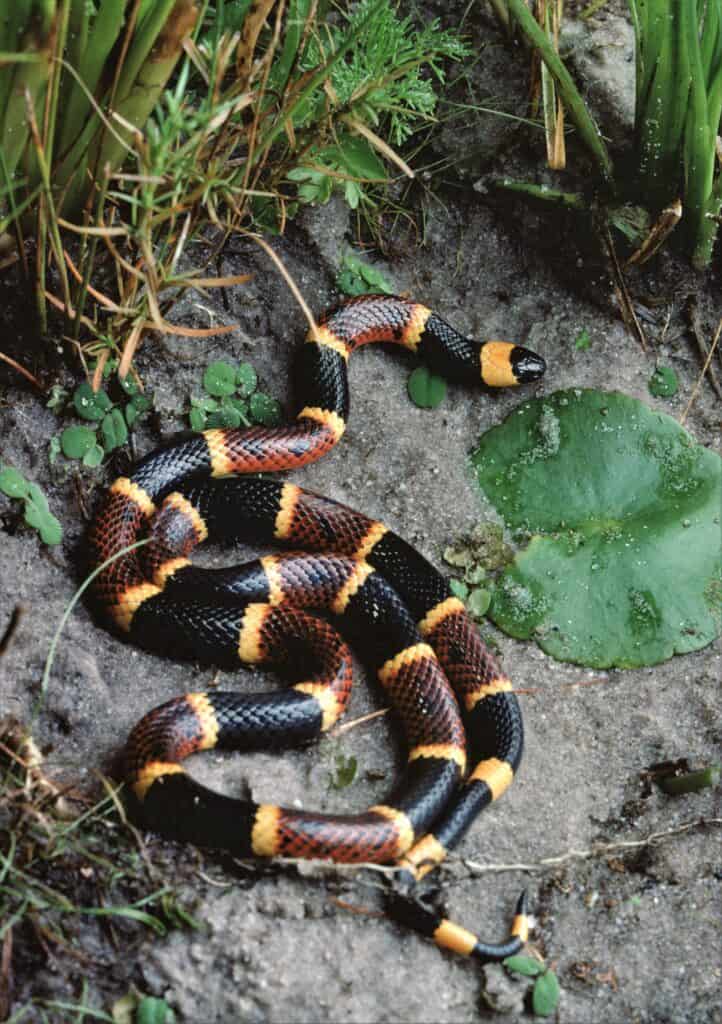Serpente corallo orientale (Micrurus Fulvius).  Fotografato dall'acclamato fotografo e scrittore di fauna selvatica, il dottor William J. Weber.