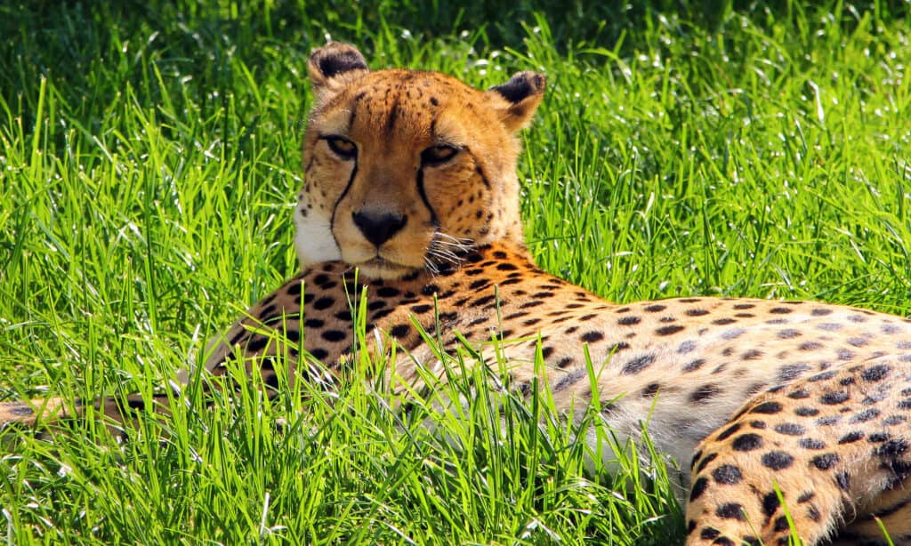 Ghepardo asiatico indiano