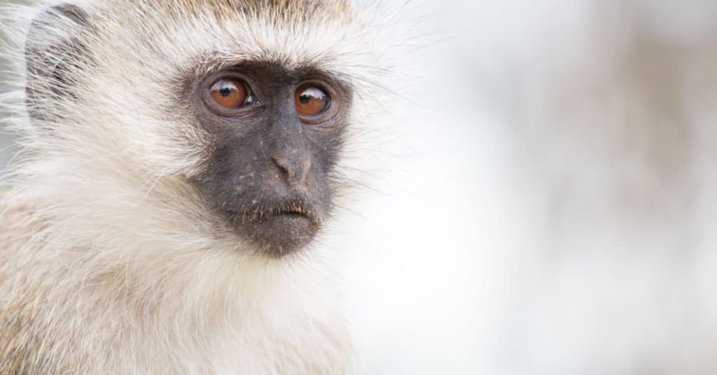 Scimmia nel Parco Nazionale del Tarangire Tanzania