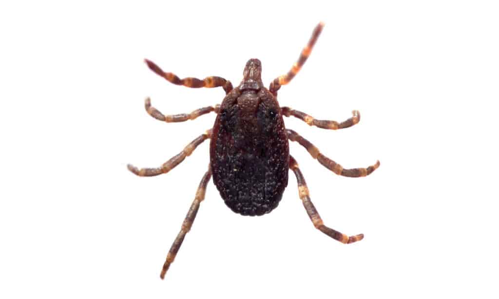 Vista ventrale e dorsale di un segno di spunta (Hyalomma sp.) isolato su uno sfondo bianco.