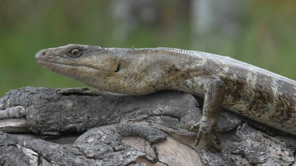 Scinco del terrore ( Phoboscincus bocourti )
