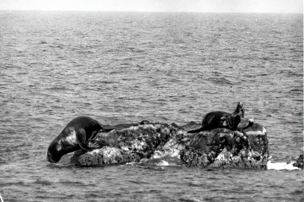 Leone marino giapponese