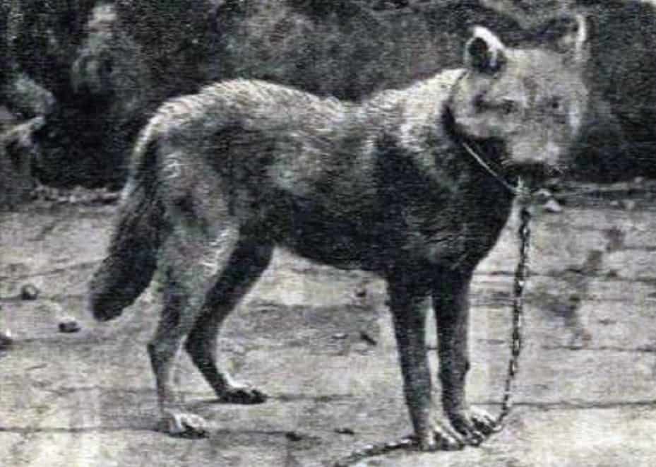 Lupo siciliano