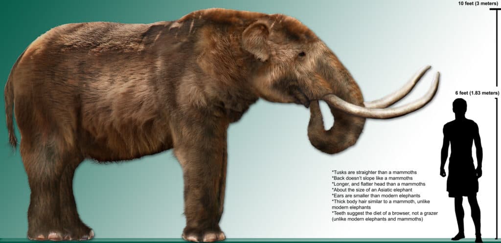 Rendering del mastodonte ad alta risoluzione