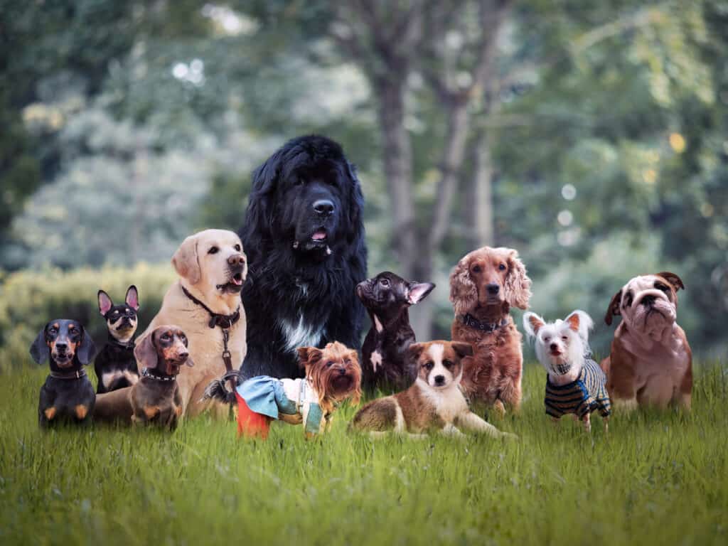 varie razze canine