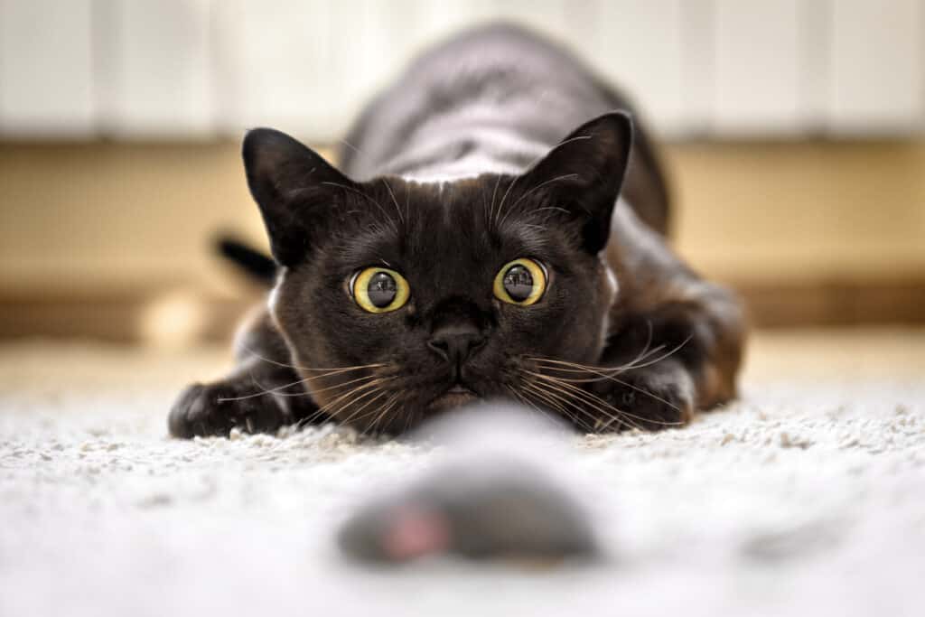 gatto che fissa intensamente il giocattolo