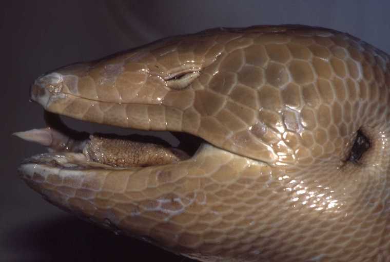 Rettili estinti: Galliwasp gigante giamaicano