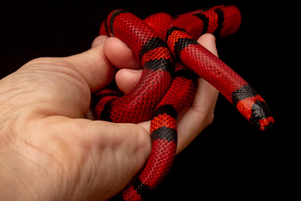 serpente del latte tenuto