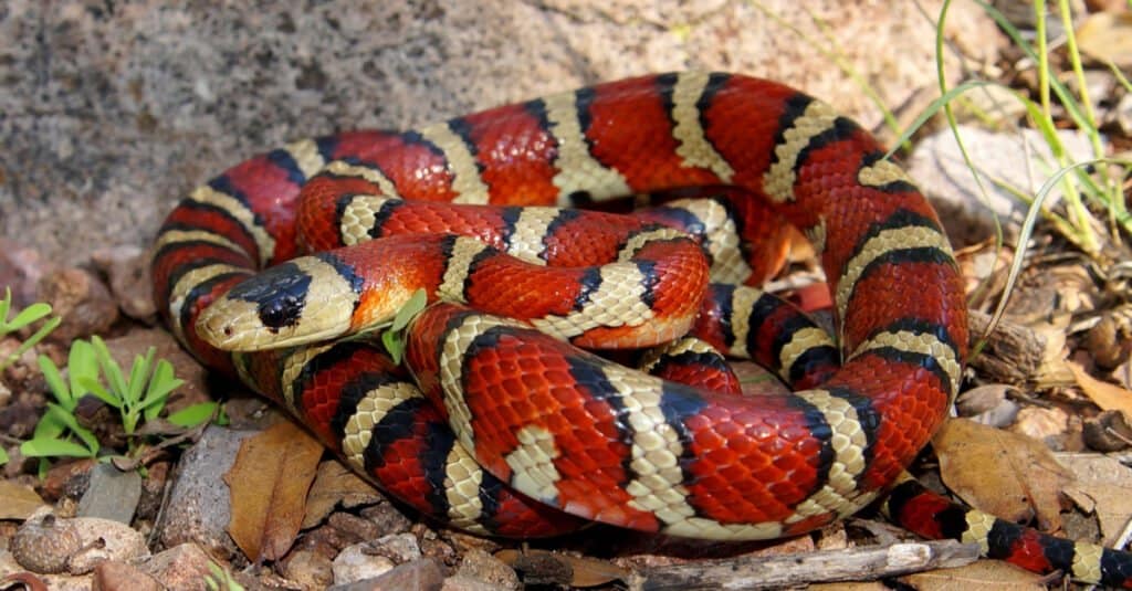 kingsnake raggomitolato nell'erba