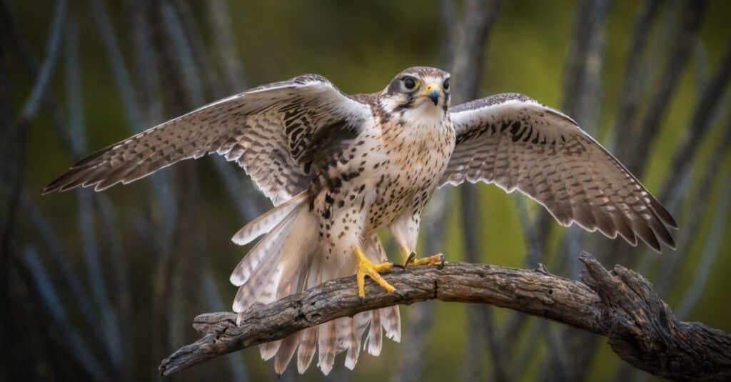 Tipi di uccelli falco