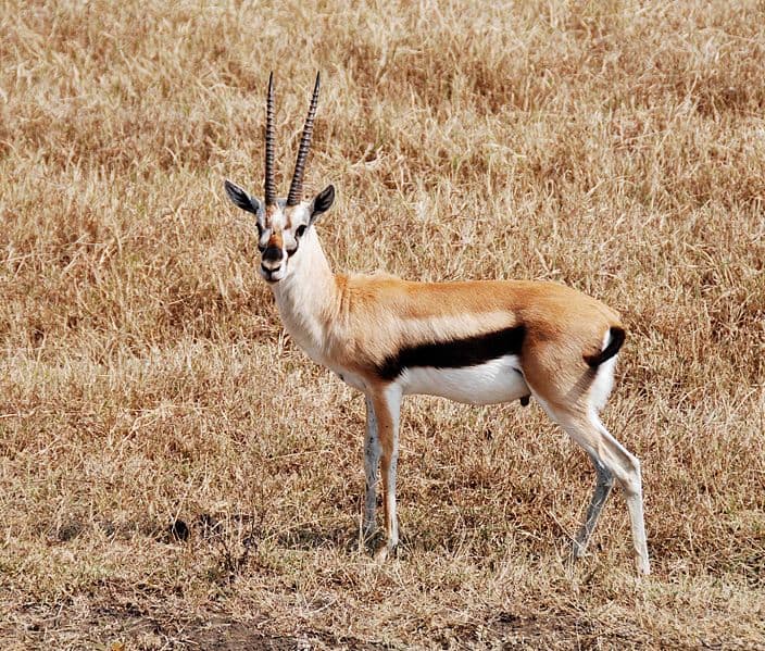 Gazzella maschio di Thompson.  Cratere di Ngorongoro, Tanzania