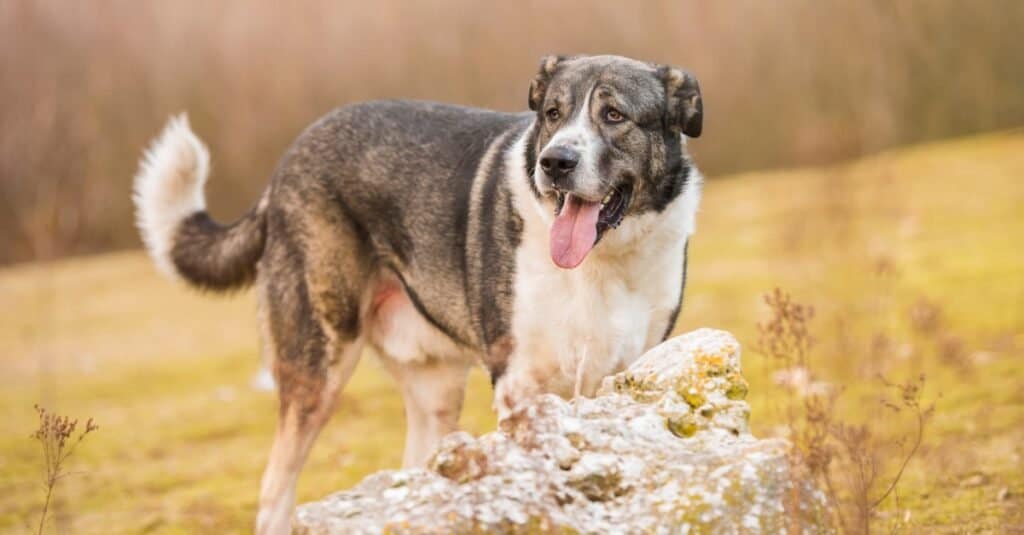 Cane mastino spagnolo in posa nel parco accanto a una roccia.