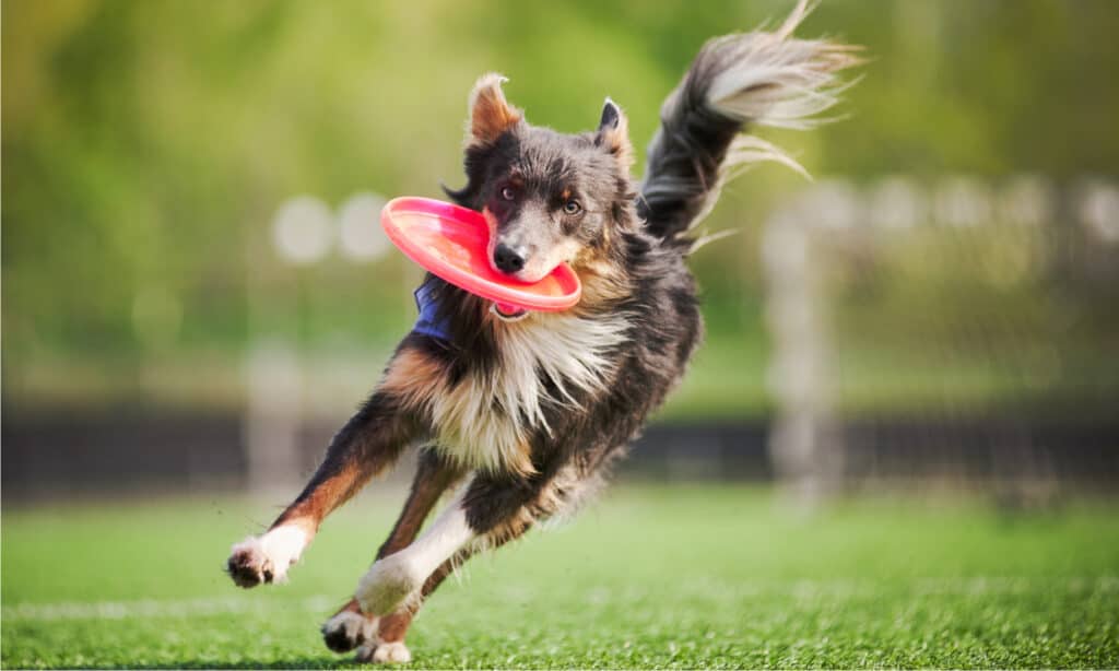 quanto sono intelligenti i cani