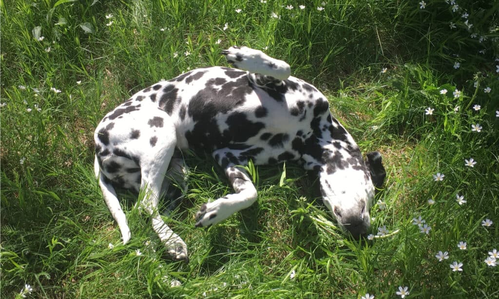 perché i cani si rotolano nell'erba