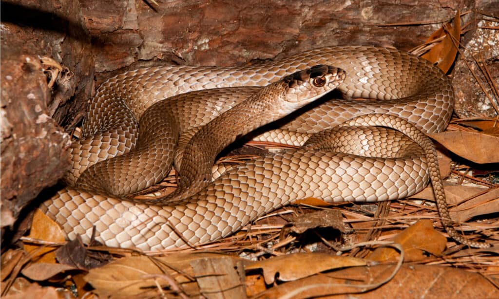 serpente a frusta