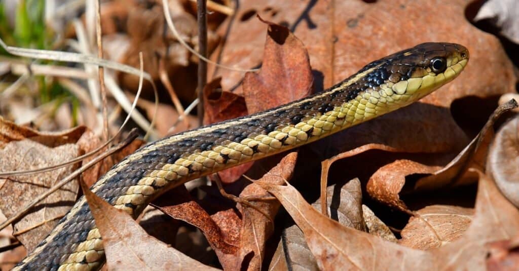 Serpente giarrettiera in foglie autunnali