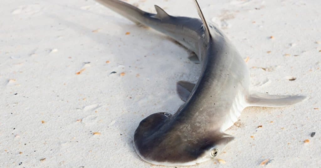 Bonnethead Shark contro squalo martello