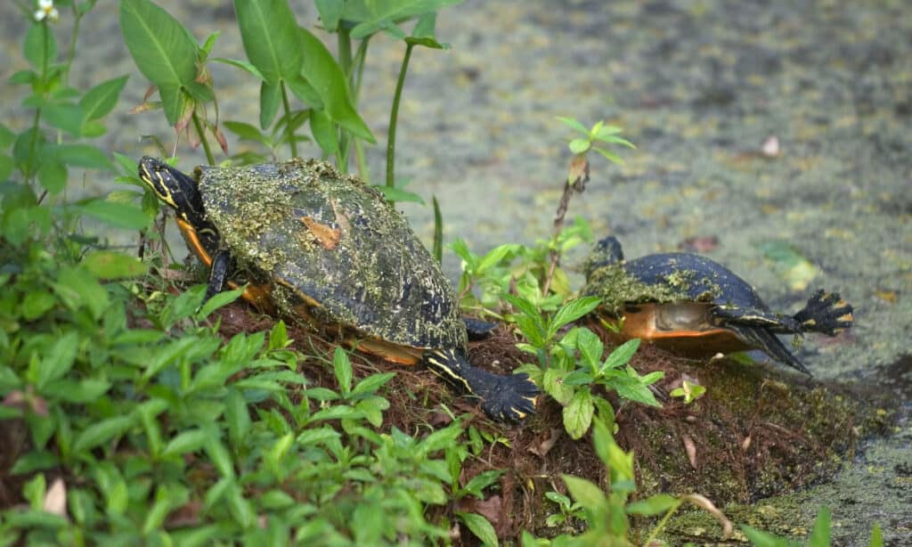 Tartaruga pollo della Florida (Deirochelys reticularia chrysea)