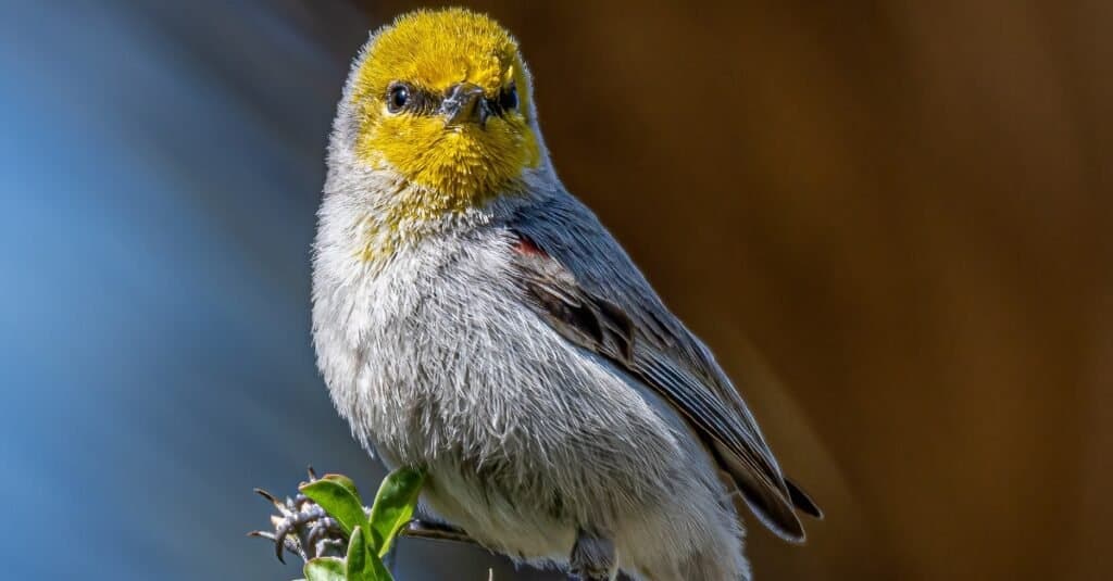 primo piano di un Verdin
