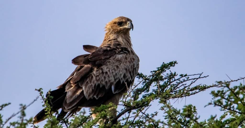 aquila coronata appollaiata sulla cima di un albero