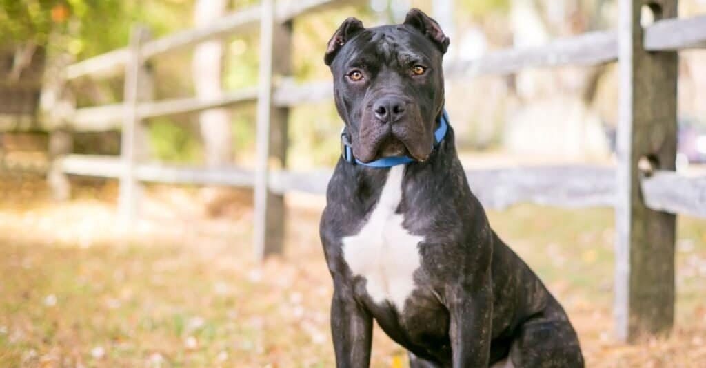 Un cane Perro De Presa Canarios bianco e brindle con orecchie tagliate seduto all'aperto da una staccionata in legno rustico.