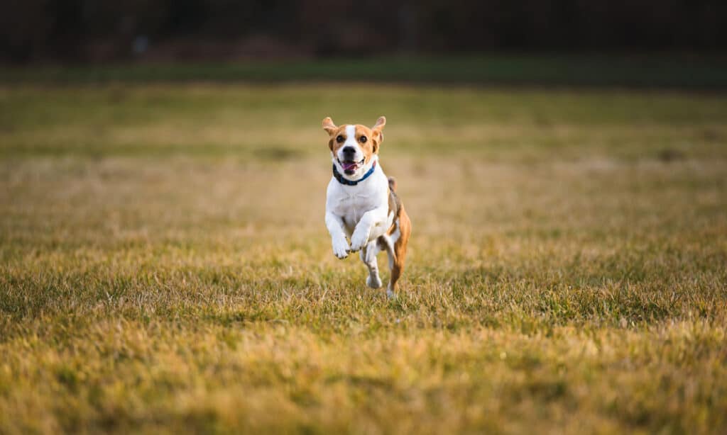 Cane Beagle