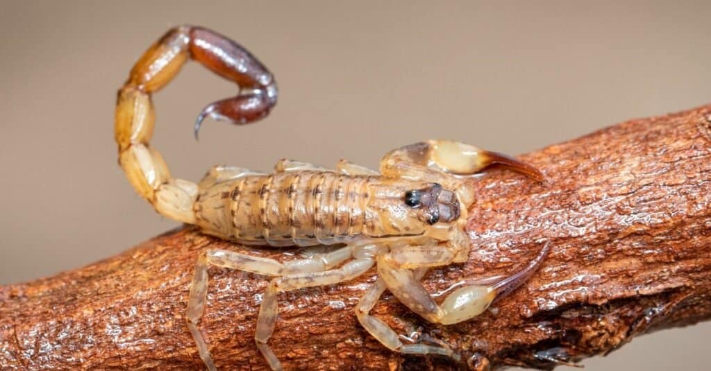 Cosa mangiano gli scorpioni