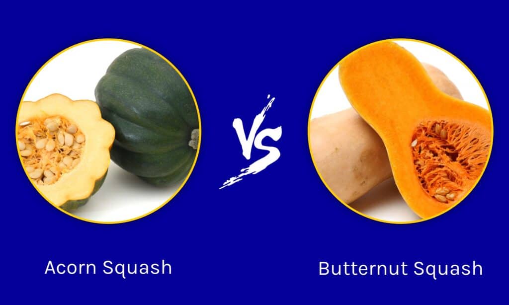 Zucca di ghianda vs zucca di Butternut