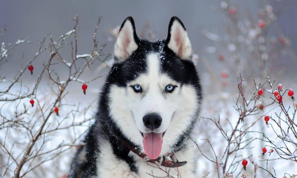 Perché i Siberian Husky hanno gli occhi azzurri?