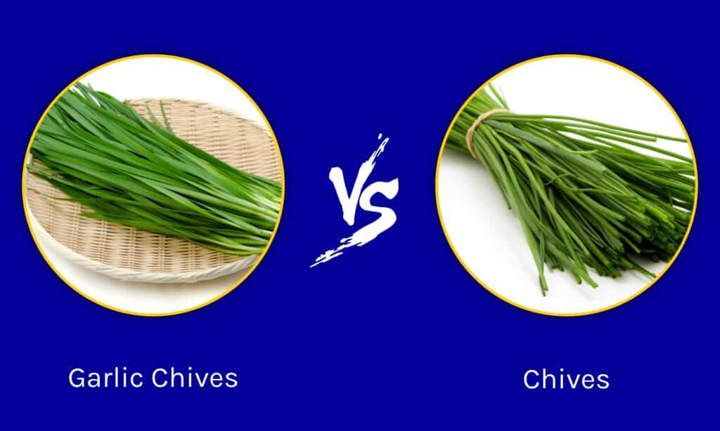 Aglio erba cipollina vs erba cipollina