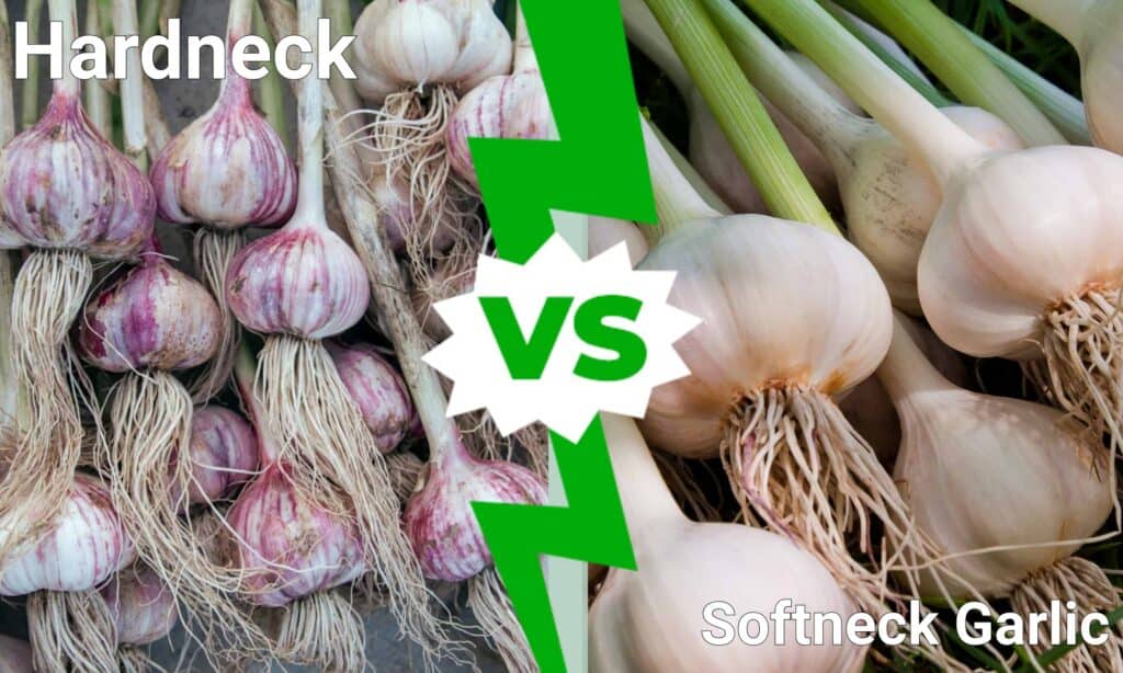 Hardneck vs Softneck Aglio
