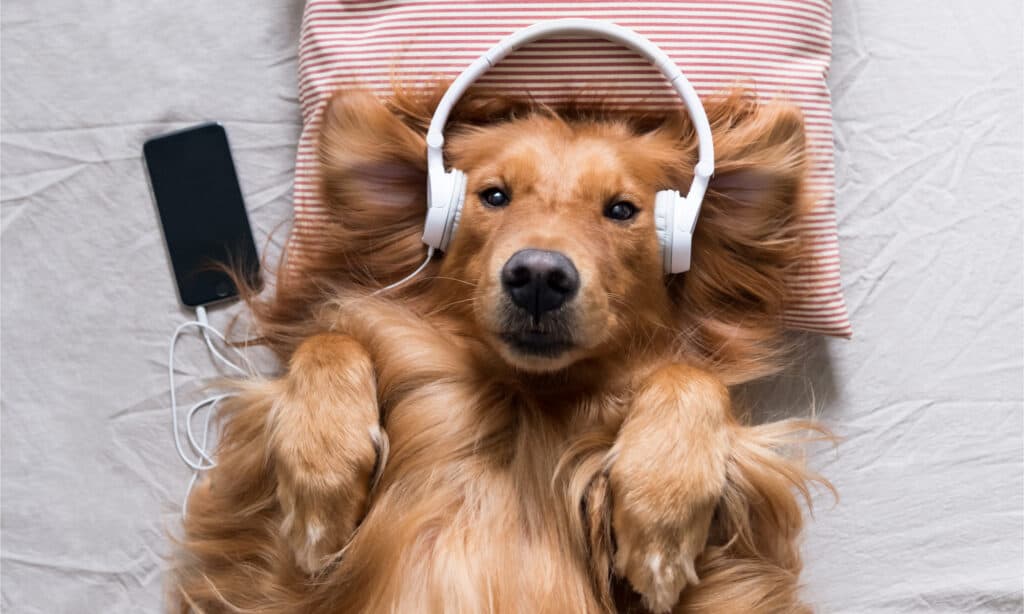 Golden retriever che ascolta la musica sulle cuffie