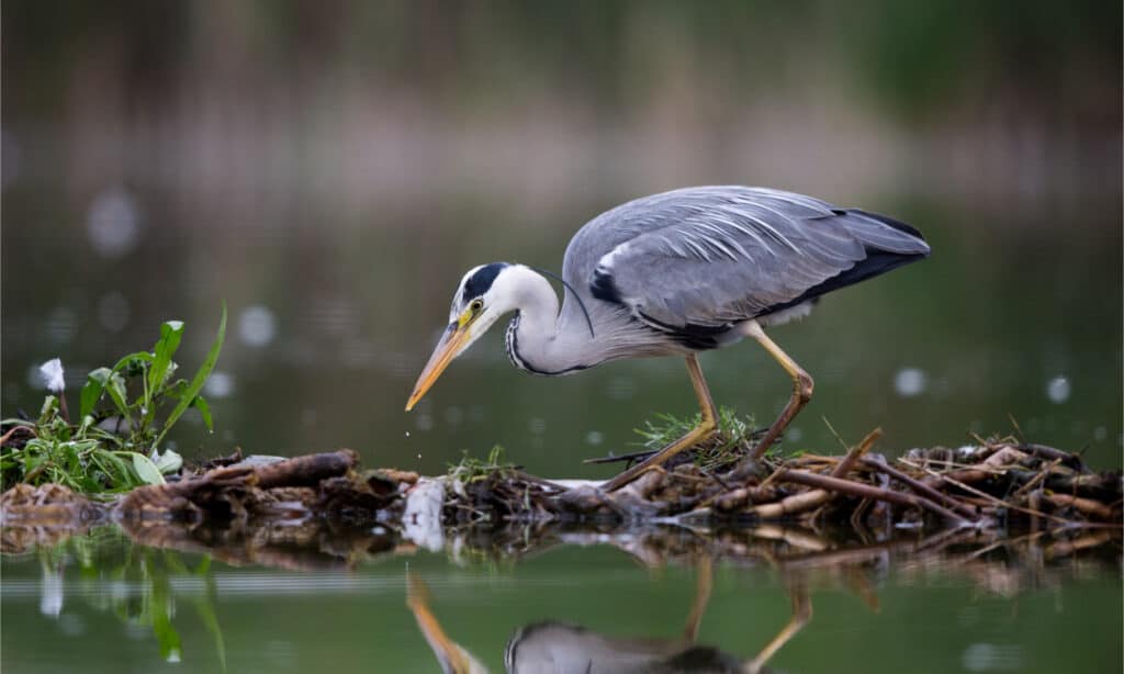 Airone cenerino che pesca in un lago