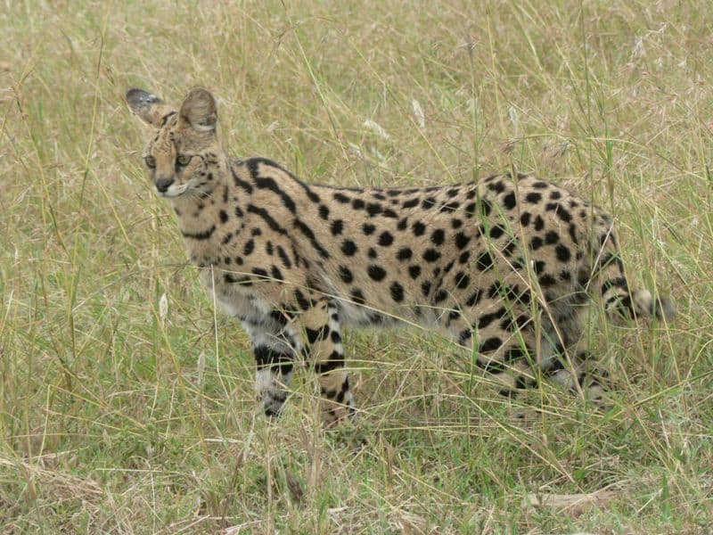 Caracal contro Serval