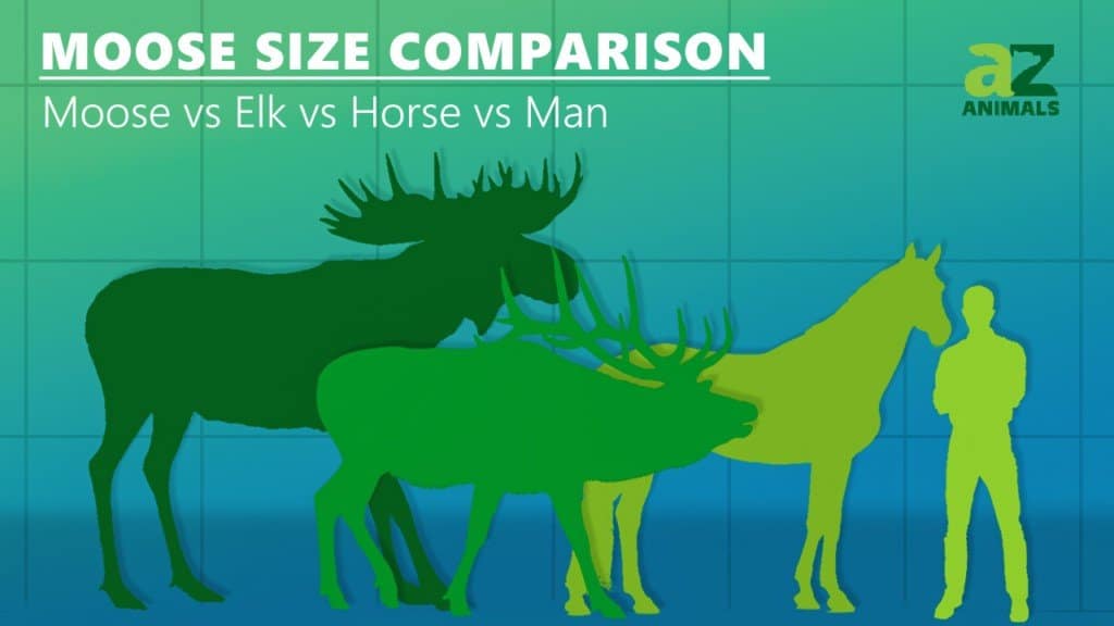 Confronto delle dimensioni dell'alce - Alce vs alce vs cavallo vs umano 
