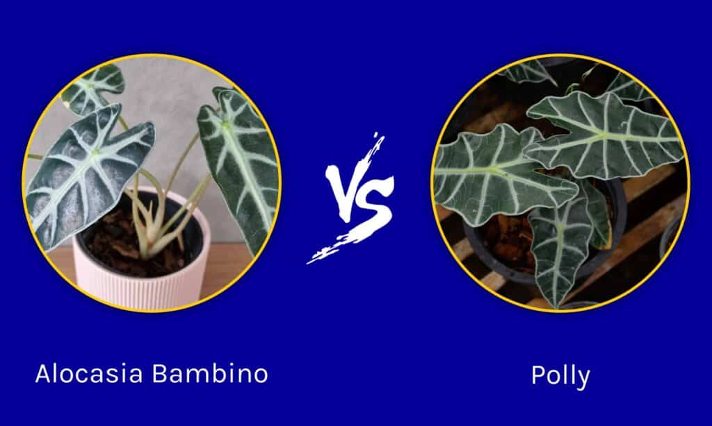 Alocasia Bambino vs Polly